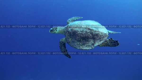 Морская черепаха Бисса (Eretmochelys imbricata) плывет рядом с коралловым рифом, Индийский океан, Мальдивские острова. Стоковое видео, видеограф Некрасов Андрей / Фотобанк Лори
