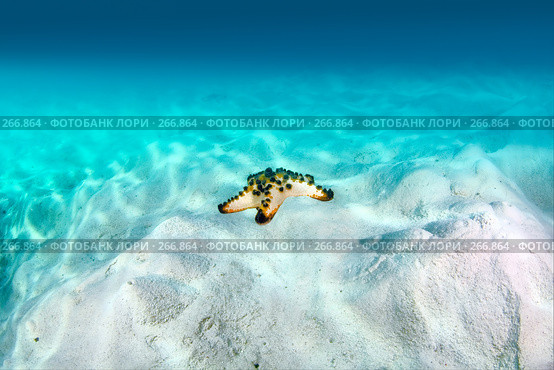 Морская звезда на белом песке под слоем воды. Стоковое фото, фотограф Татьяна Белова / Фотобанк Лори