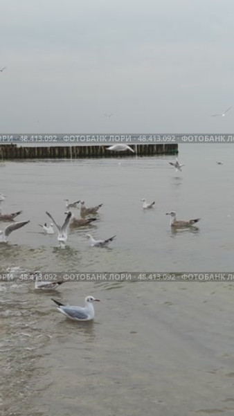 Морские чайки. Стоковое видео, видеограф Ирина / Фотобанк Лори
