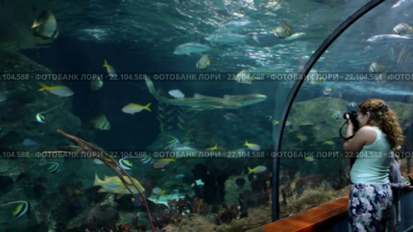 Морской аквариум со стеклянным тоннелем. Зоопарк Лоро (Loro Park). Пуэрто де ла Круз (Puerto de la Cruz), Тенерифе, Канарские острова, Испания (2016 год). Редакционное видео, видеограф Кекяляйнен Андрей / Фотобанк Лори