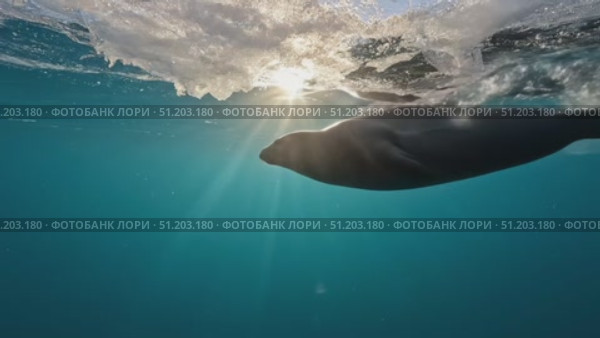 Морской лев под водой на фоне солнца. Стоковое AI-видео, аниматор Стрельчук Ирина / Фотобанк Лори