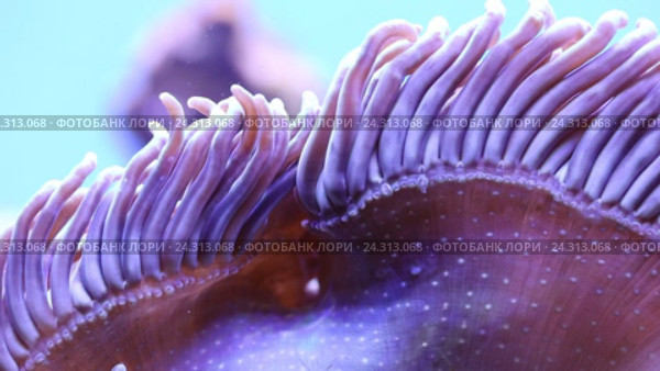 Морской риф - фиолетовая актиния и рыбы-клоуны Amphiprion ocellaris. Стоковое видео, видеограф Евгений Ткачёв / Фотобанк Лори