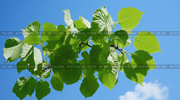 morus white mulberry leaf ai generated. Стоковое AI-изображение, AI-художник Vectorwin / Фотобанк Лори