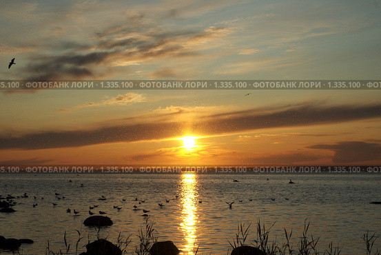 Мошкара в лучах закатного солнца. Стоковое фото, фотограф Александр Гончаров / Фотобанк Лори