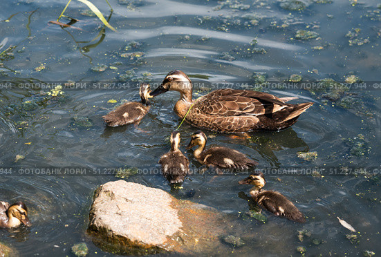Mother duck swims with a group of fluffy ducklings in a pond covered with green algae on a sunny day. A peaceful wildlife scene of family in nature. Стоковое фото, фотограф Татьяна Терехина / Фотобанк Лори