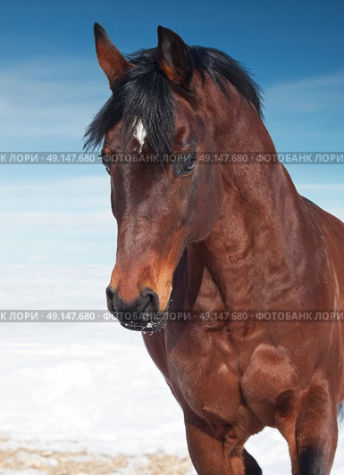 motion portrait of galloping beautiful   horse. Стоковое фото, агентство Ingram Publishing / Фотобанк Лори