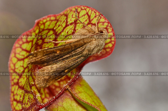 Мотылёк попал в ловушку насекомоядной Саррацении пурпурной (Sarracenia purpurea) Стоковое фото, фотограф Елена Коромыслова / Фотобанк Лори