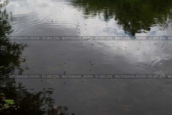 Мотыльки кружат над тёмной водой перед дождём, круги на тёмной воде. Стоковое фото, фотограф Андрей Цыганков / Фотобанк Лори