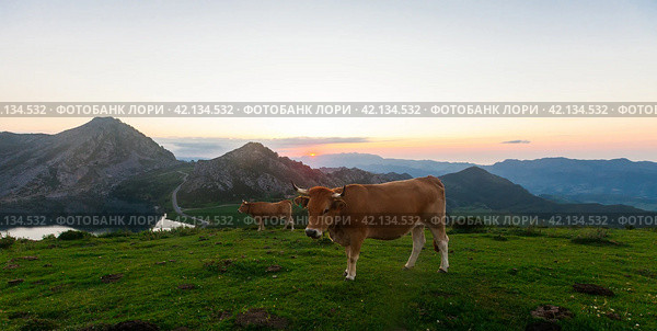 Mountain cow sits on a lawn in a national park at sunset. Стоковое фото, фотограф Татьяна Яцевич / Фотобанк Лори