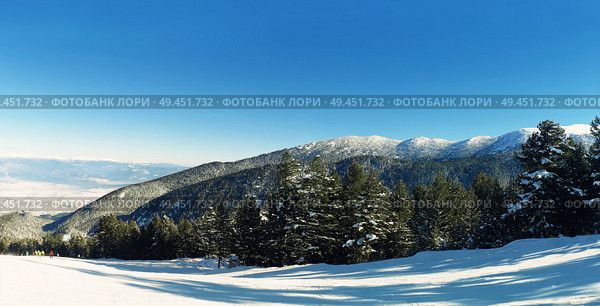 Mountain fir forest and winter snow peaks, sunny day in Bansko, Bulgaria. Стоковое фото, агентство Ingram Publishing / Фотобанк Лори