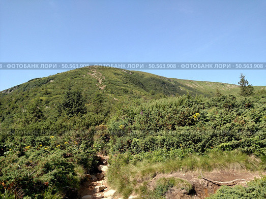 Mountain road trail leads to the up scenic landscape with view hiking trail Hoverla in the Carpathians horizontal. Стоковое фото, агентство Ingram Publishing / Фотобанк Лори