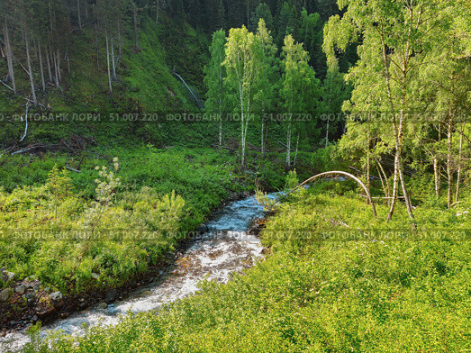 Mountainous river meanders through the forest. Стоковое фото, фотограф Саблин Станислав / Фотобанк Лори