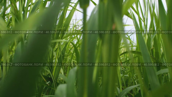 Movement through the green grass. The camera moves in a dense herbage through plants close-up, low viewing angle. Стоковое видео, видеограф Александр Кротков / Фотобанк Лори