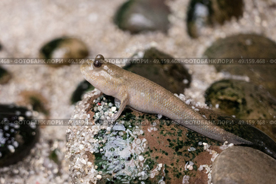 Mudskipper sitting on a pebble at Rainforest Centre. Стоковое фото, агентство Ingram Publishing / Фотобанк Лори