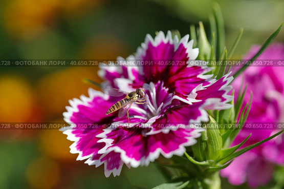 Муха-журчалка (лат. Syrphidae) на китайской гвоздике (лат. Dianthus chinensis) Стоковое фото, фотограф Елена Коромыслова / Фотобанк Лори