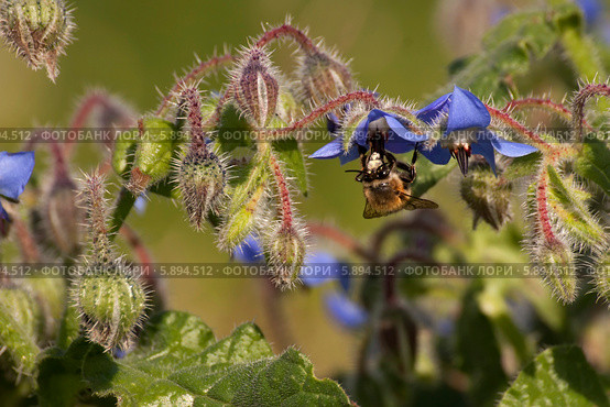 Муха-жужжало (bombyliidae) на бурачнике лекарственном (borаgo officinаlis) Стоковое фото, фотограф Татьяна Ляпи / Фотобанк Лори