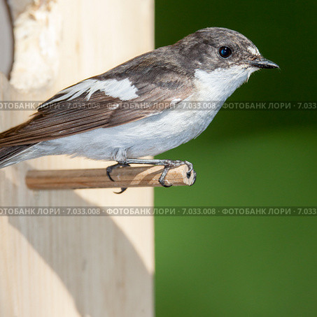 Мухоловка-пеструшка. Pied Flycatcher (Ficedula hypoleuca, Muscicapa hypoleuca). Стоковое фото, фотограф Василий Вишневский / Фотобанк Лори