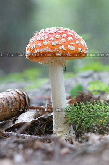 Мухомор (Amanita muscaria) Стоковое фото, фотограф Роман Прохоров / Фотобанк Лори