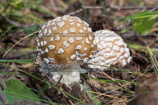 Мухомор. Fungus Amanita. Стоковое фото, фотограф Евгений Романов / Фотобанк Лори