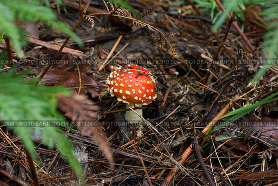 Мухомор гриб растет в лесу. Fly agaric mushroom in the forest. Стоковое фото, фотограф Сергей Левыкин / Фотобанк Лори