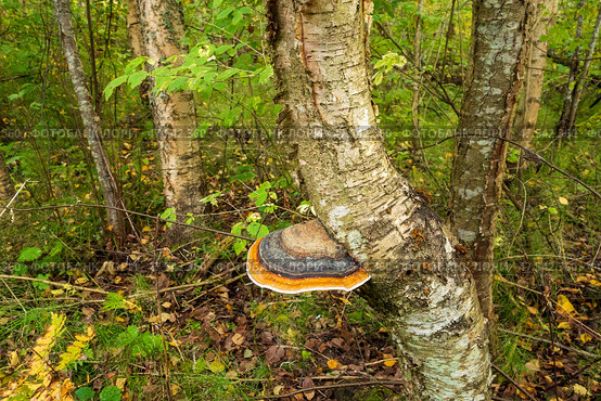 Mushroom tinder fungus on a birch close-up, used in medicine. Стоковое фото, фотограф Андрей Бакусов / Фотобанк Лори