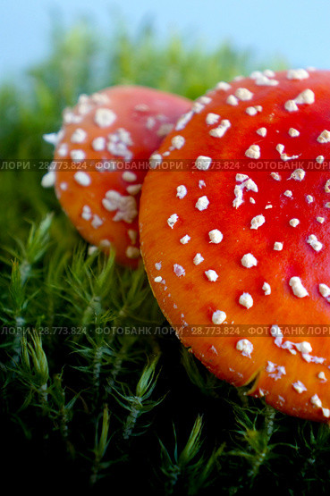 Mushrooms Fly agaric in summer forest. Стоковое фото, фотограф ElenArt / Фотобанк Лори