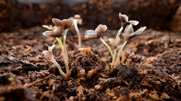Mushrooms growing from compost, natural cycles. Recycling of waste, zero waste production, preservation of the ecology of the Earth. Стоковое AI-изображение, AI-художник ALLA YURTAYEVA / Фотобанк Лори