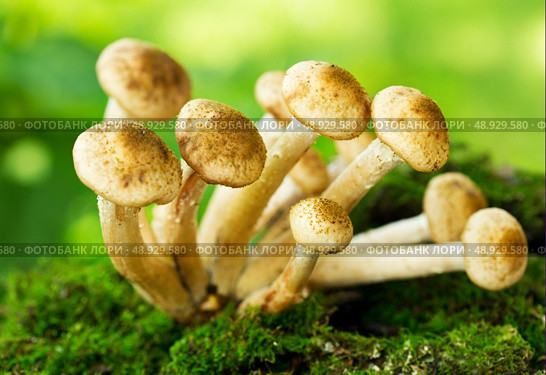 mushrooms honey agaric in a forest. Стоковое фото, агентство Ingram Publishing / Фотобанк Лори