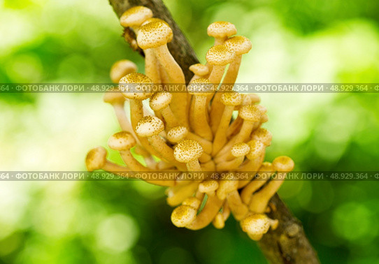 mushrooms honey agaric on a tree. Стоковое фото, агентство Ingram Publishing / Фотобанк Лори