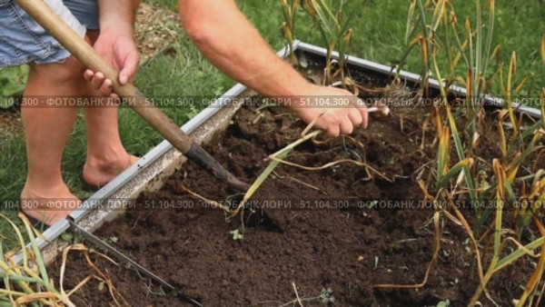 Мужчина выкапывает чеснок и отряхивает его от земли. The man digs out the garlic and dusts it off the ground. Стоковое видео, видеограф Краснова Ирина / Фотобанк Лори