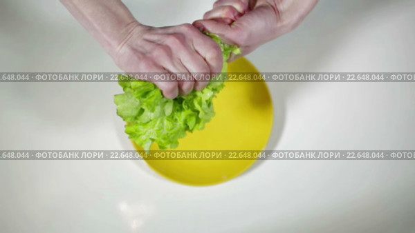Мужские руки рвут листья салата. Стоковое видео, видеограф Илья Насакин / Фотобанк Лори