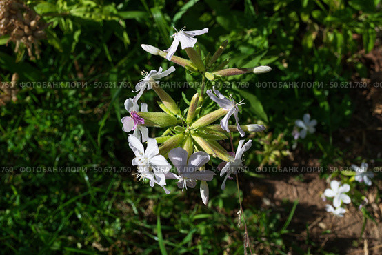 Мыльнянка лекарственная Saponaria officinalis Мыльная трава, растущий у речных берегов многолетник, Волгоградская область, Россия. Стоковое фото, фотограф Андрей Цыганков / Фотобанк Лори