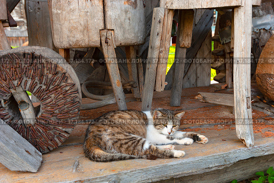 Myshkin city. Myshkin Folk Open-air Museum. National Ethnographic Museum of Wooden Architecture. Millstones of a windmill. Museum exhibits. Resting cat (2011 год). Редакционное фото, фотограф Зобков Юрий / Фотобанк Лори