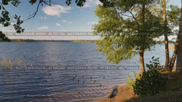 На берегу лесного озера по ряби голубой воды плавают утки, оживляя живописный осенний безлюдный пейзаж. На берегу растут деревья, а над озером  голубое небо с кучевыми облаками. Стоковое видео, видеограф Сергей Никифоров-Гордеев / Фотобанк Лори