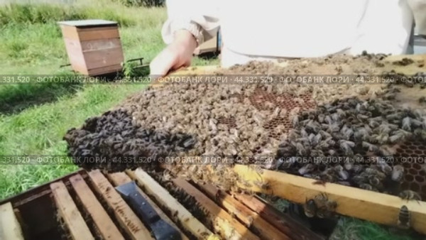 На пасеке пчеловод достал соты и смотрит на пчёл, которые откладывают мёд в соты. Очень много пчёл крупным планом. At the apiary, the beekeeper took out the honeycombs and looks at the bees that are laying honey in the honeycombs. There are a lot of bees in close-up. Стоковое видео, видеограф Наталья Пеньшина / Фотобанк Лори