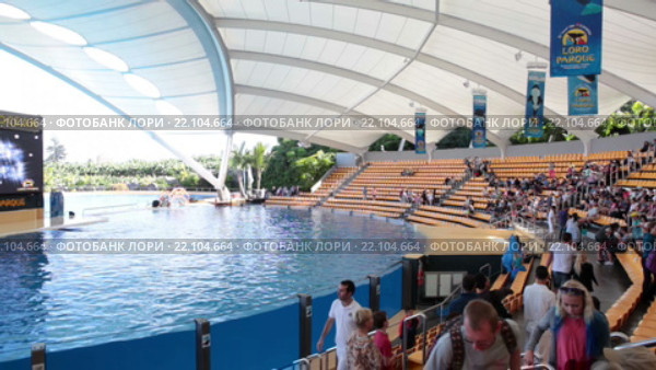 Начало представления шоу касаток (Orca show). Зоопарк Лоро (Loro Park). Пуэрто де ла Круз (Puerto de la Cruz), Тенерифе, Канарские острова, Испания (2016 год). Редакционное видео, видеограф Кекяляйнен Андрей / Фотобанк Лори