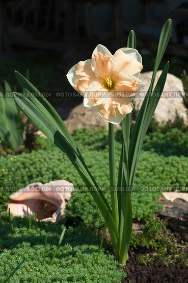 Нарцисс (лат. Narcissus) Стоковое фото, фотограф Охотникова Екатерина *Фототуристы* / Фотобанк Лори