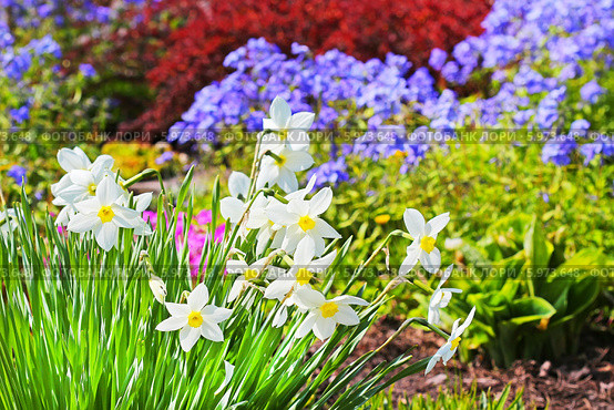 Нарцисс ( Narcissus) — род однодольных растений из семейства амариллисовых. Нарцисс на клумбе в окружении других цветов. Стоковое фото, фотограф Евгений Мухортов / Фотобанк Лори