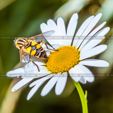 Насекомое Ильница пижамная (Helophilus pendulus) на цветке Нивяника обыкновенного (Leucanthemum vulgare) Стоковое фото, фотограф Евгений Мухортов / Фотобанк Лори
