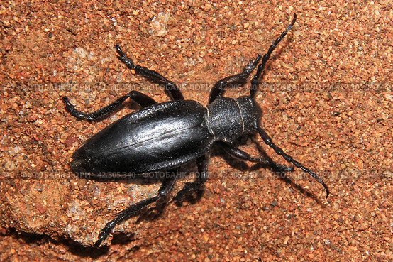 Насекомое жук усач корнеед хлебный Dorcadion carinatum на песке. Стоковое фото, фотограф Варенов Дмитрий Владимирович / Фотобанк Лори