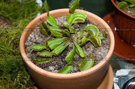Насекомоядное растение венерина мухоловка Dionaea muscipula в бежевом цветочном горшке. Стоковое фото, фотограф Алиса Сокол / Фотобанк Лори