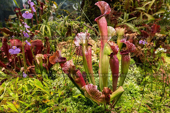 Насекомоядные растения Sarracenia purpurea и Utricularia longifolia в оранжерее ботанического сада. Стоковое фото, фотограф Наталья Волкова / Фотобанк Лори