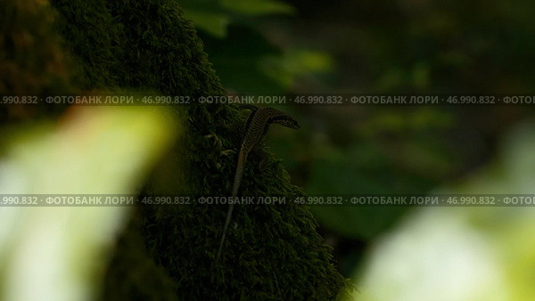 Natural background with green nature and lizard. Стоковое фото, фотограф David Kashakhi / Фотобанк Лори
