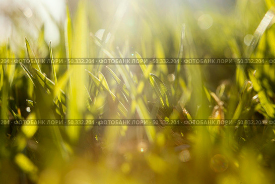 natural grass close up. High resolution photo. natural grass close up. High quality photo. Стоковое фото, агентство Ingram Publishing / Фотобанк Лори