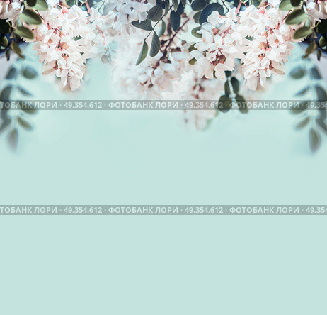 Nature background with beautiful acacia blossom, front view. Стоковое фото, агентство Ingram Publishing / Фотобанк Лори