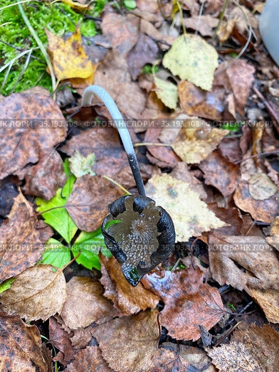 Навозник пушистый (Coprinopsis lagopus) (2020 год). Стоковое фото, фотограф Мария Кылосова / Фотобанк Лори