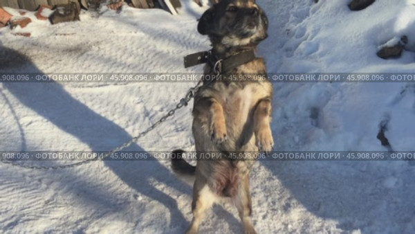 Небольшая собака на цепи зимой встает на задние лапы, виляет хвостом и лает. Стоковое видео, видеограф Евгения Золкина / Фотобанк Лори