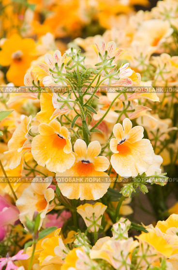 Немезия (Nemesia strumosa) Стоковое фото, фотограф Ирина Игумнова / Фотобанк Лори