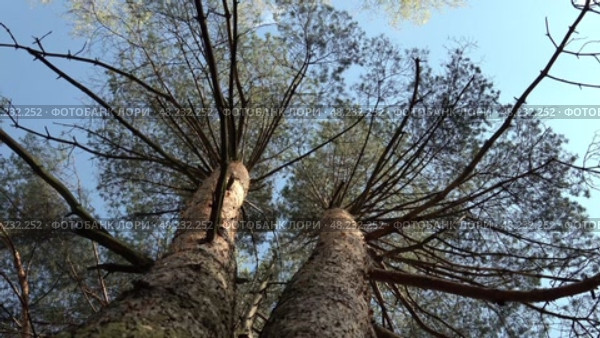 Необычный красивый вид на стволы и кроны деревьев на фоне неба. Май. An unusual beautiful view of the trunks and crowns of trees against the sky. May. Стоковое видео, видеограф Горшков Александр / Фотобанк Лори
