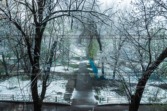 Неожиданный снегопад в мае. Листья на деревьях уже распустились. Природная аномалия в Москве (2017 год). Стоковое фото, фотограф Алёшина Оксана / Фотобанк Лори